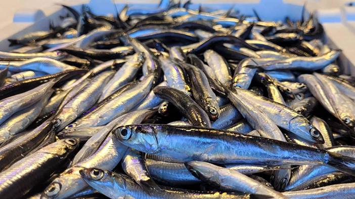 Palamutta da hile! Farkları tek tek sıraladık: Balıkçılar vatandaşı kandırıyor! 7